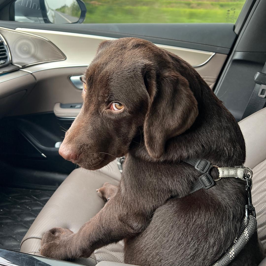 大福大贵拉猪猪