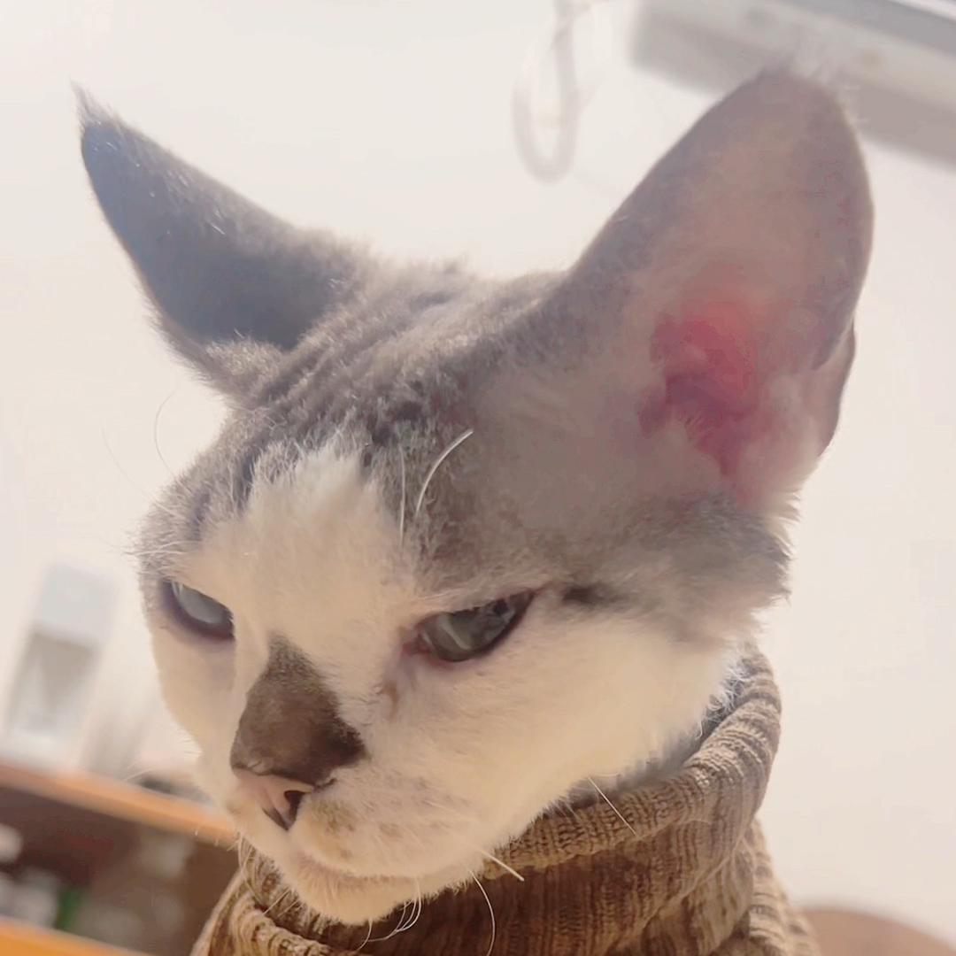 癞痢头