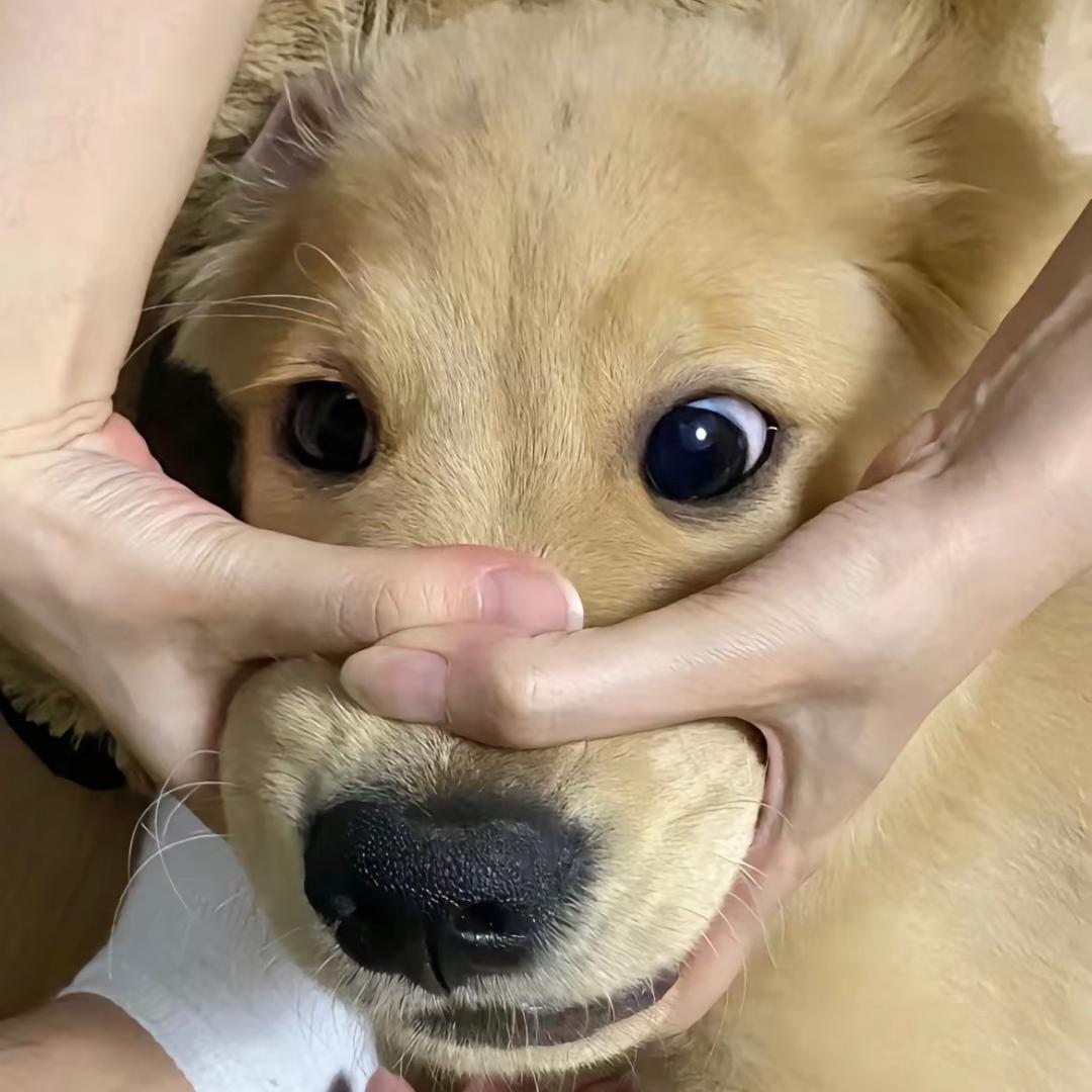 腿毛在跳舞