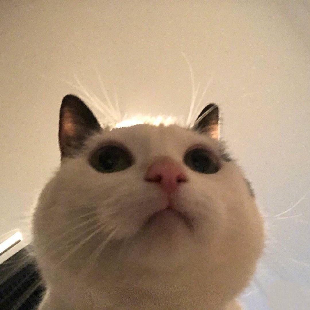 碌碌
