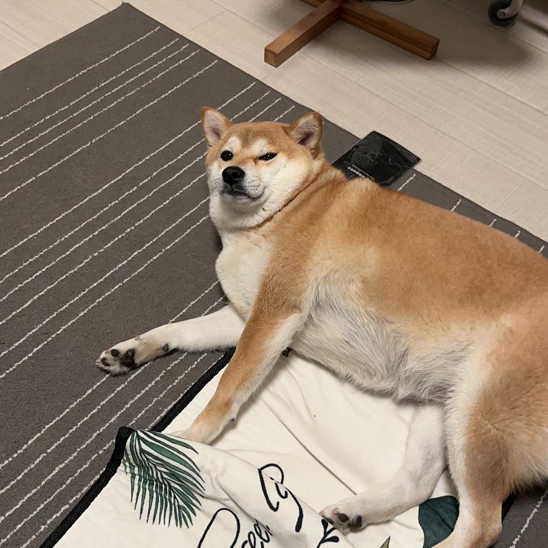 丸子的室友