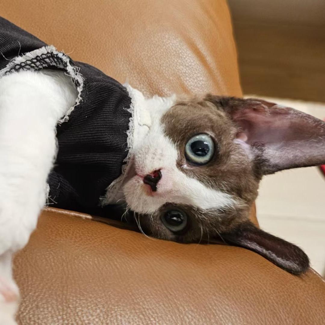 杰瑞是只卷毛猫