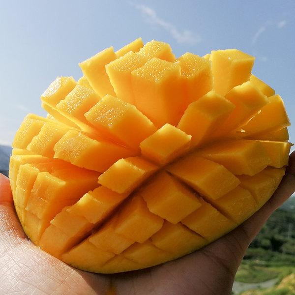 攀枝花芒果基地