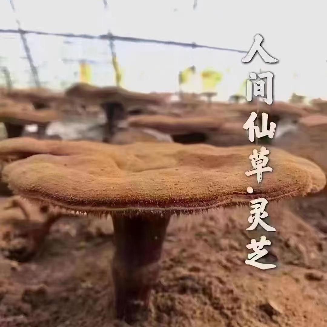 小柳特产店
