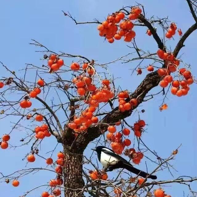 玲玲好物