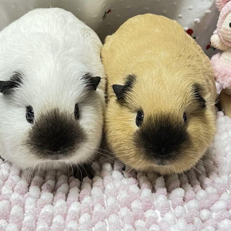 鑫鑫萌豚小兔严选店