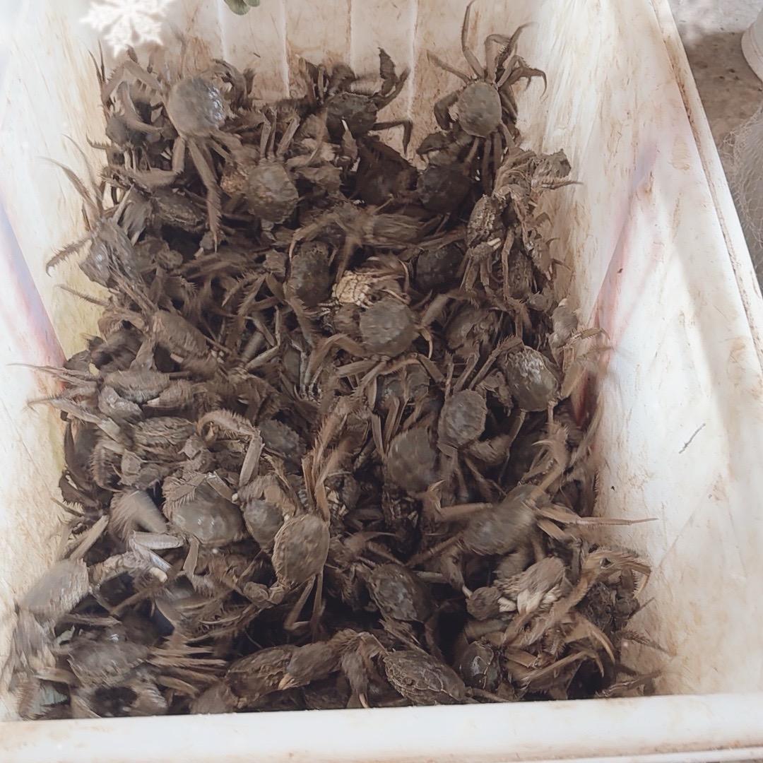 盘锦稻田河蟹