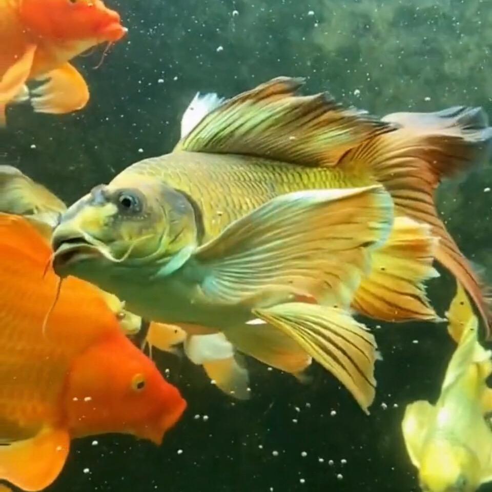 菡菡水族