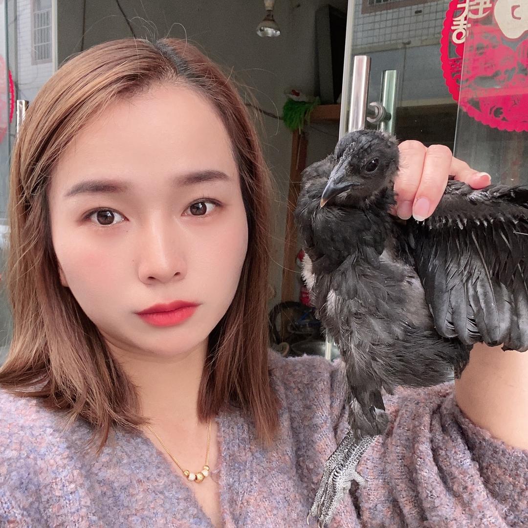 昆明禽业批发鸡鸭鹅