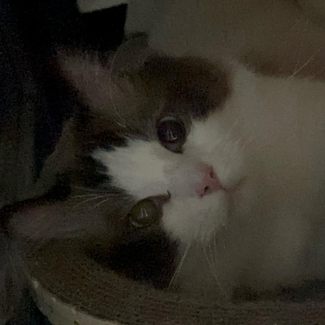 爱宠日记