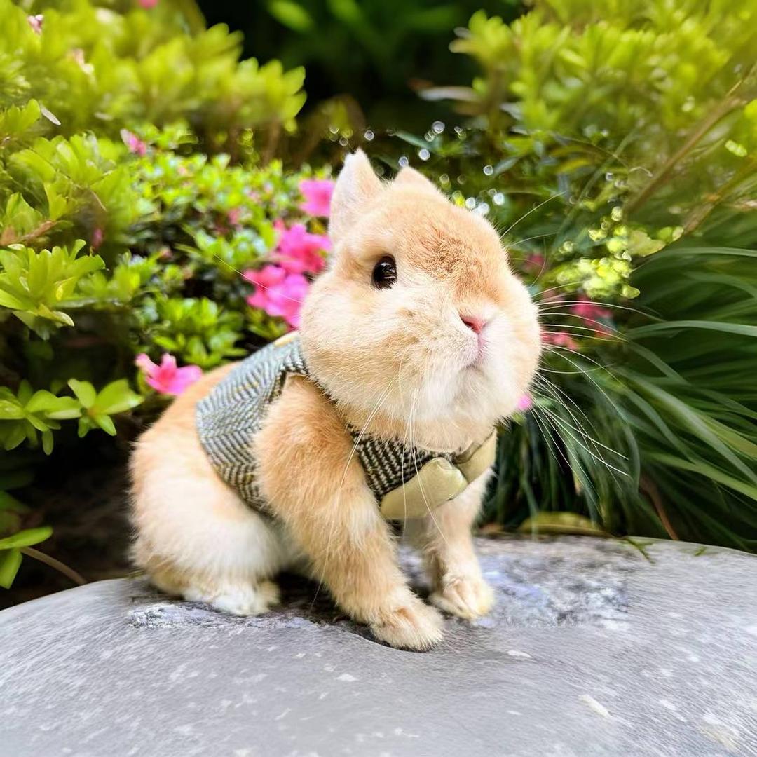 长腿叔叔萌宠屋