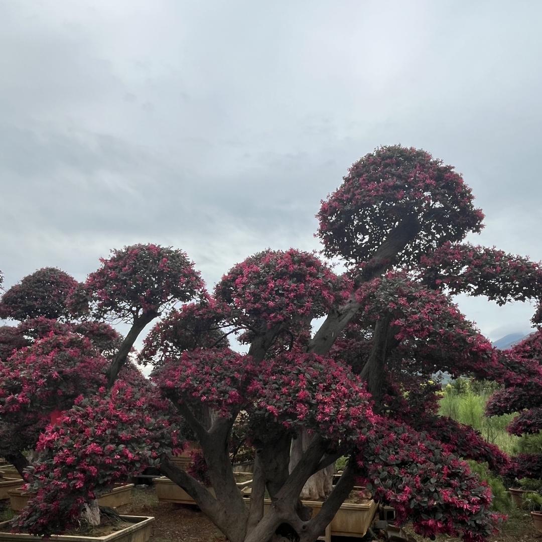 张玲花卉种植严选店