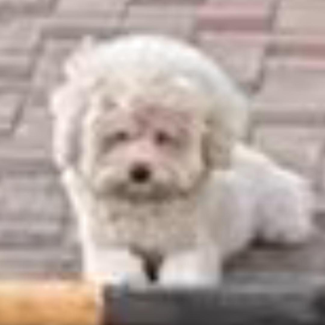 霸波儿奔