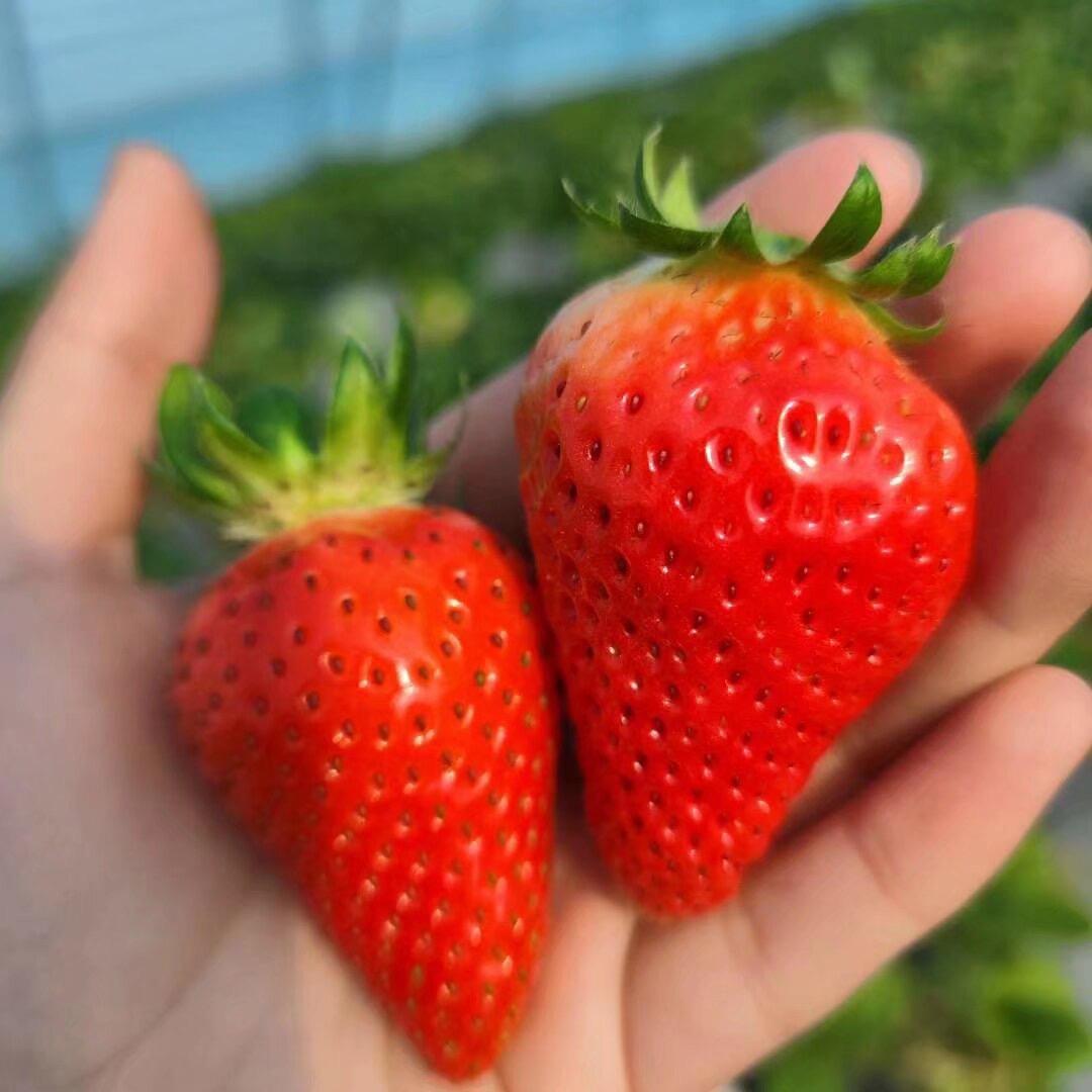 为李停留🍓
