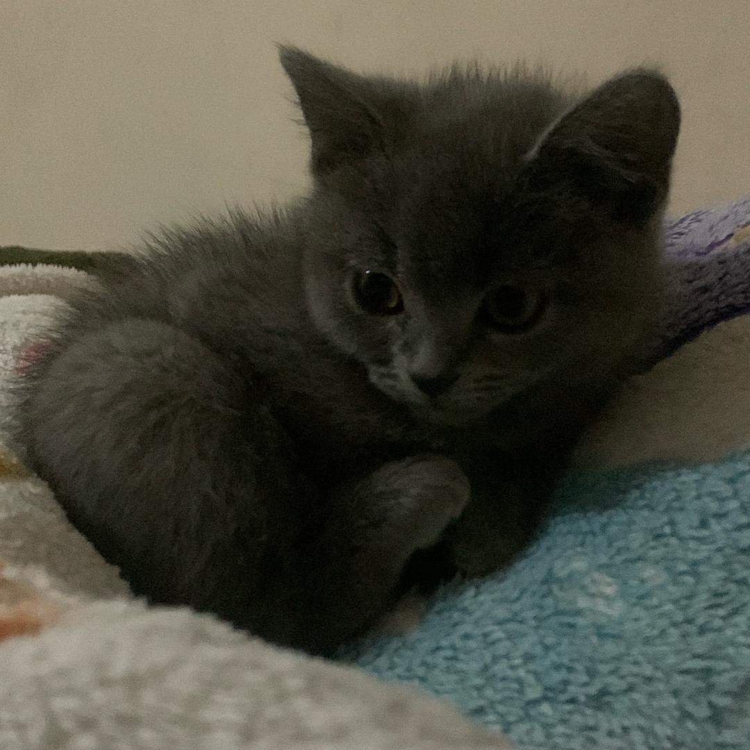 果冻是只懒猫哦