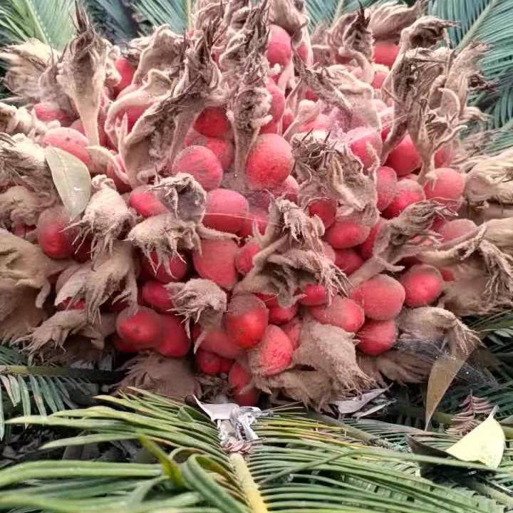 正见.富足