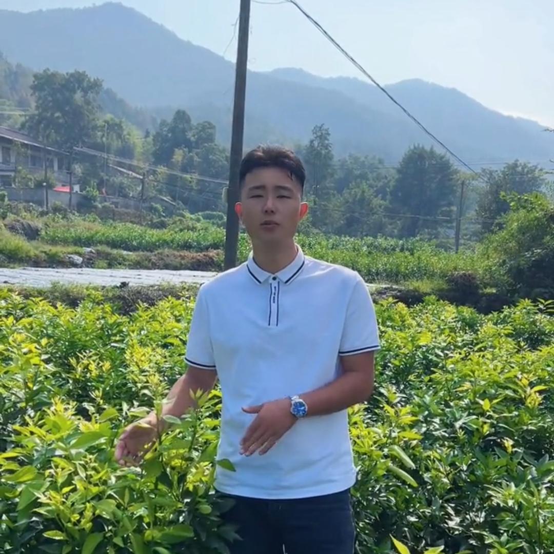 小麻新品种果树苗(嘎嘣脆源头苗圃)