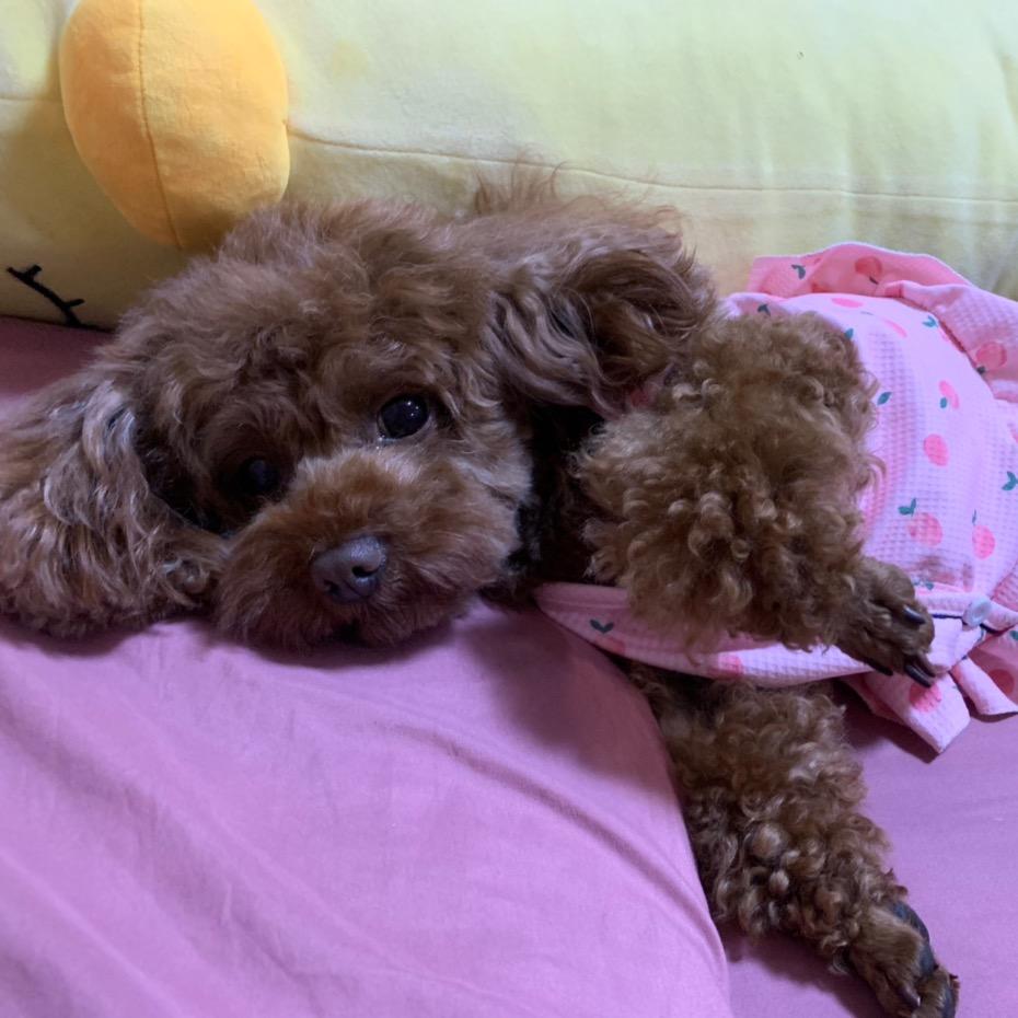 武汉全明星健身训练营-咩咩