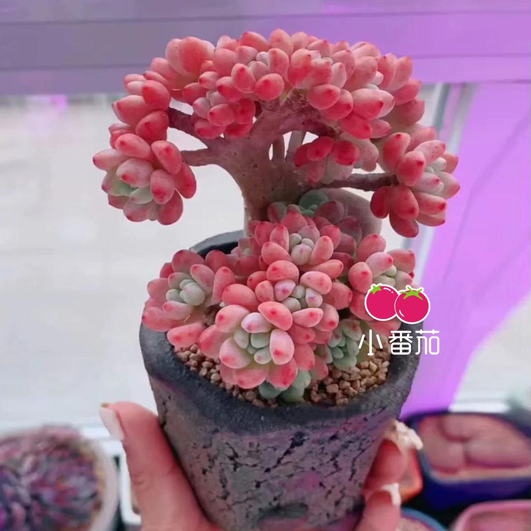 小番茄🍅（珀誉补光灯）