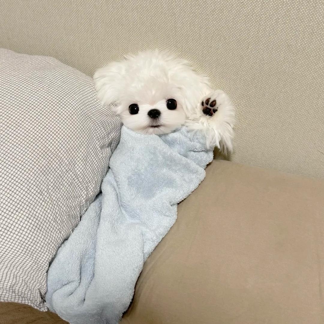 噶