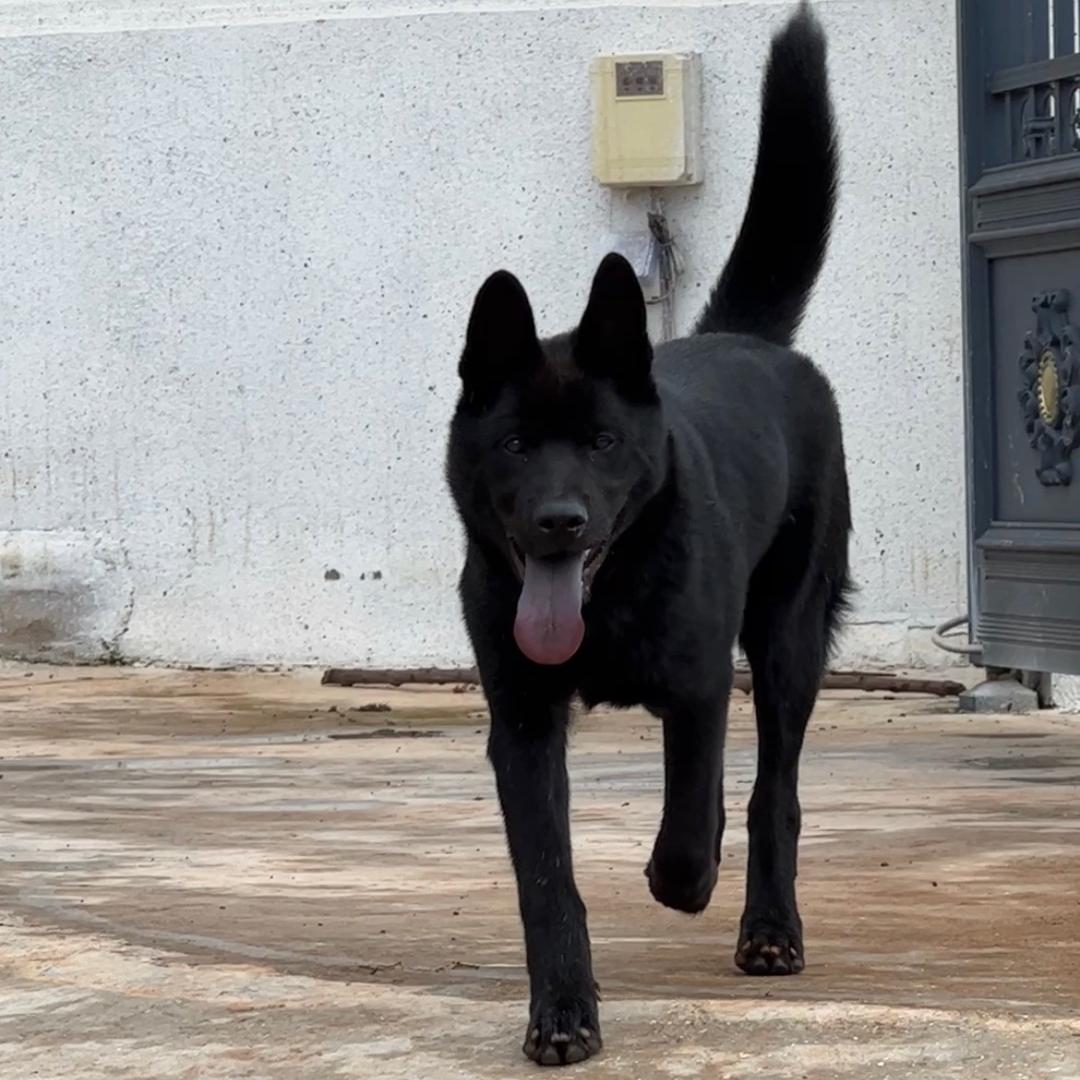 滇南土狗犬舍