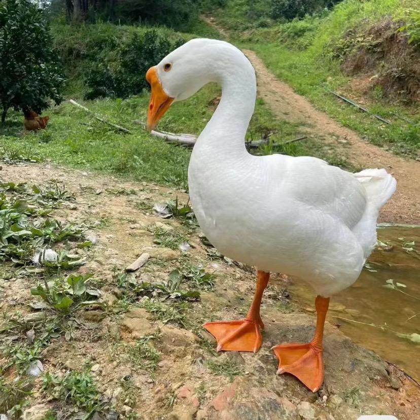 paiyang