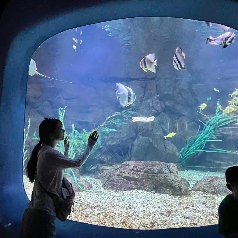 守护玩具自由（固安分战）