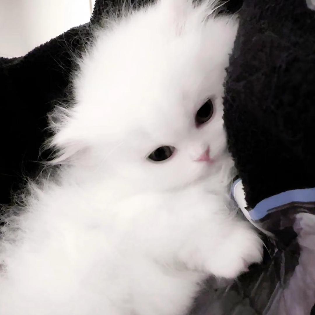 呐