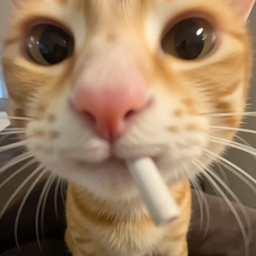 勤劳的羊