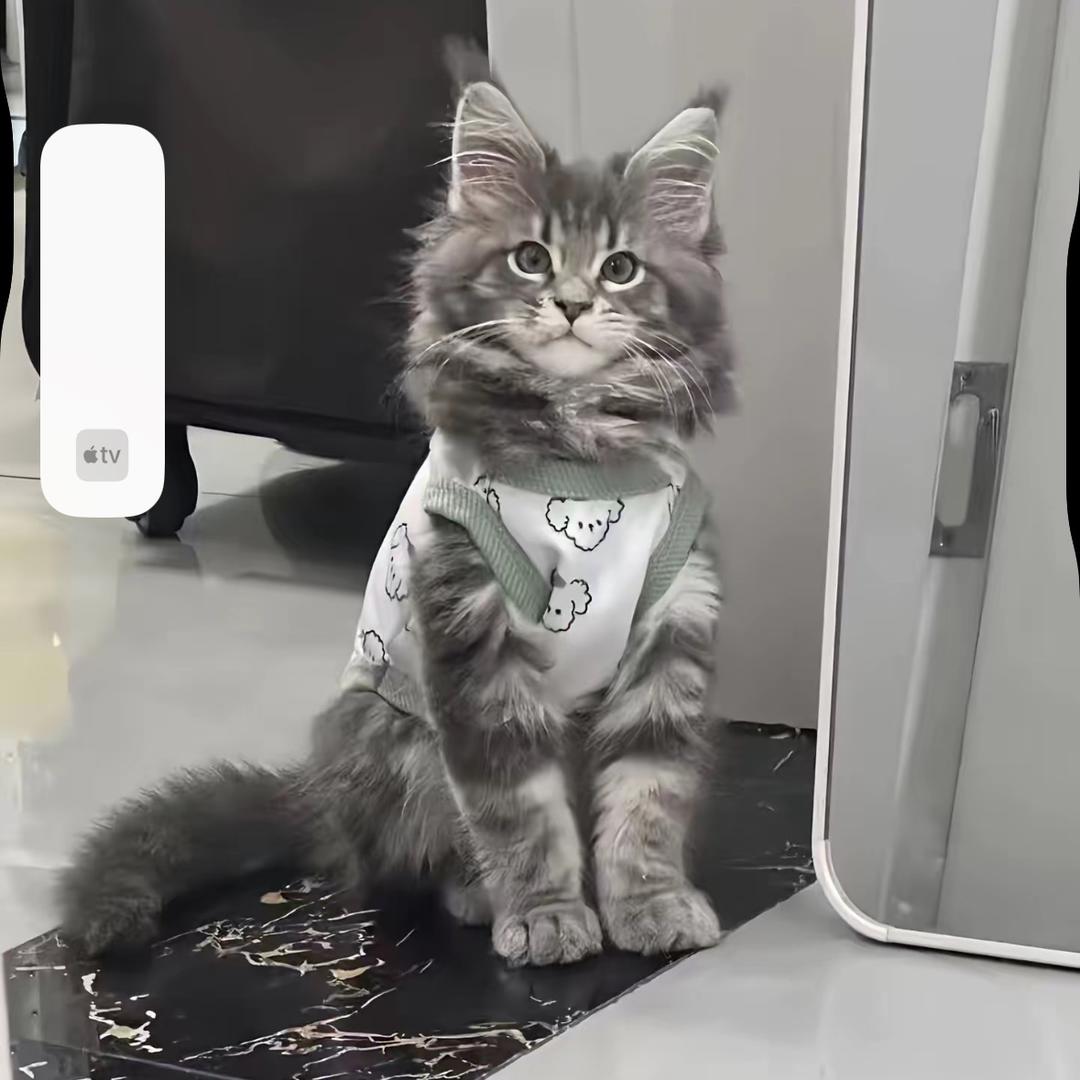 吴邪巨型缅因猫舍