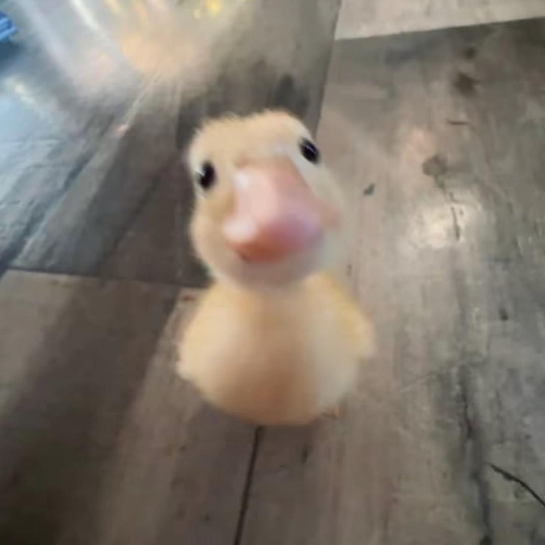 1鸭1鸭柚.