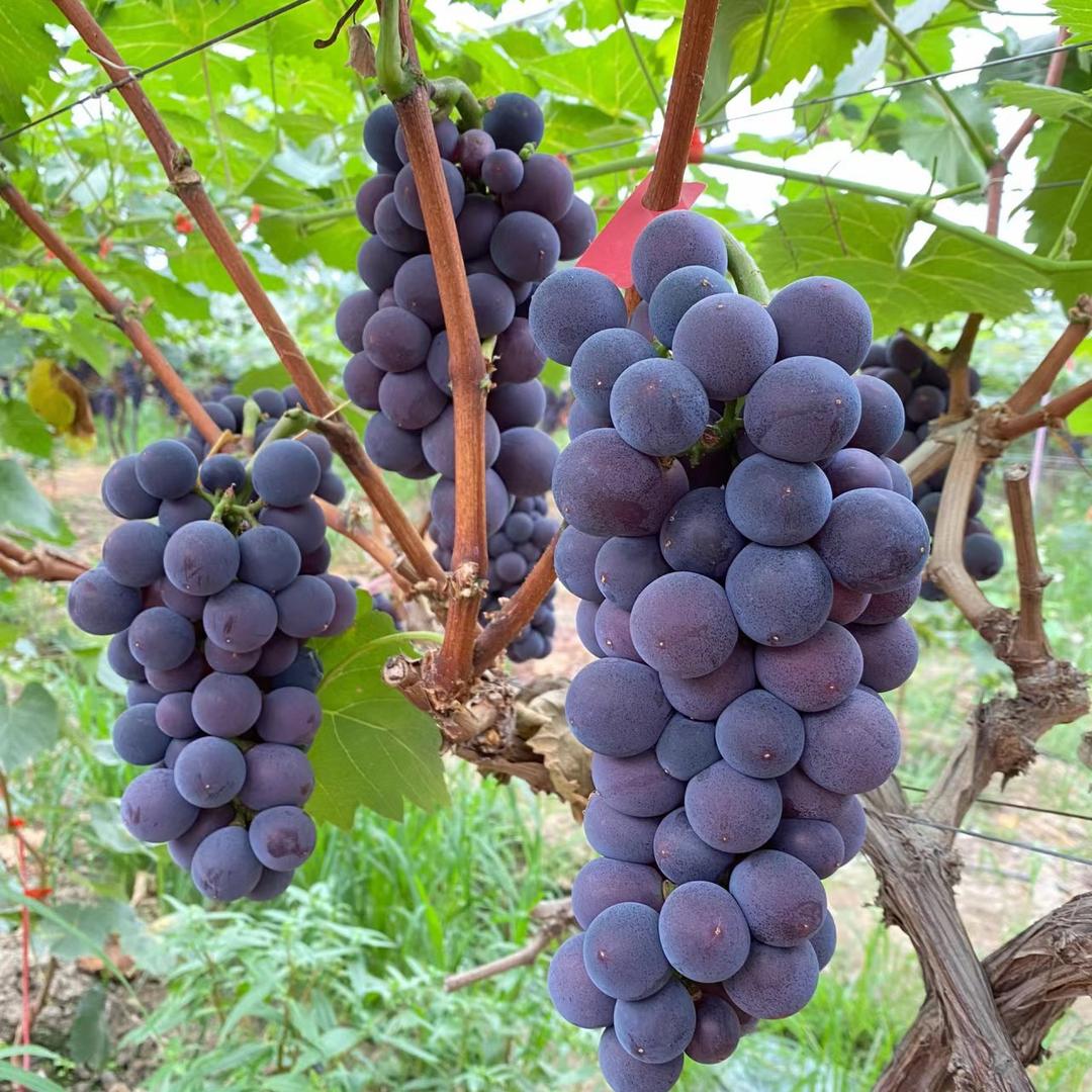 花芊茗士升果树苗木专卖店