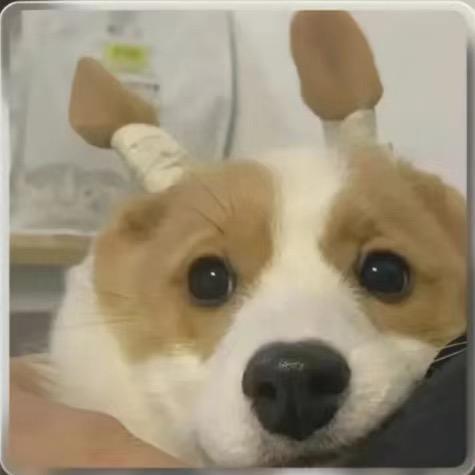 绮绮的小跟班