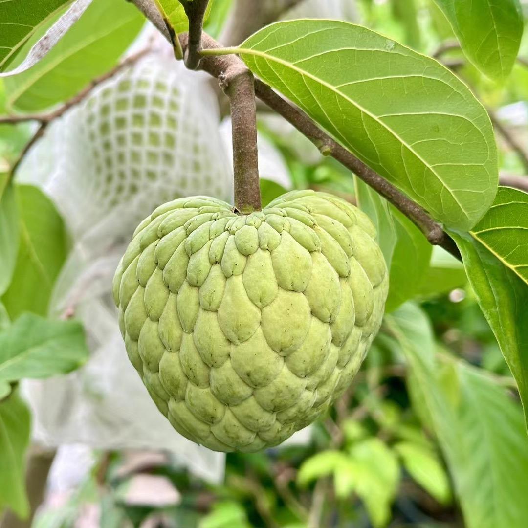 绿源果苗基地