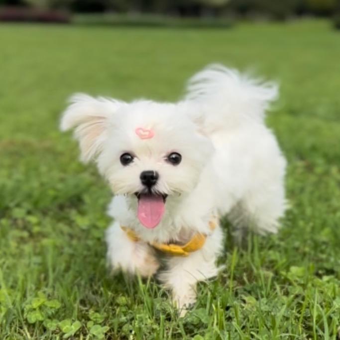 六百万妈咪（铲屎官省心版）