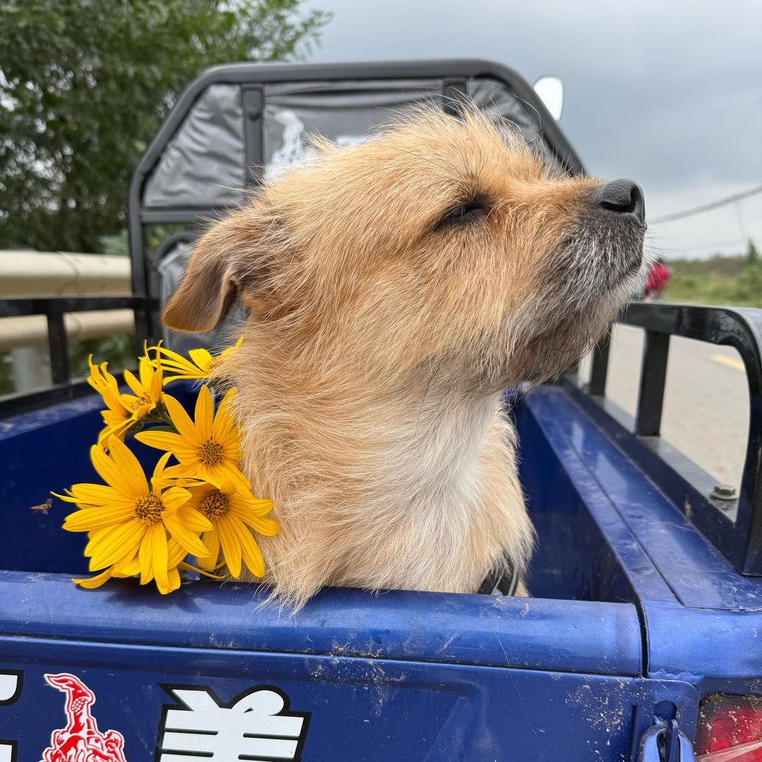 可乐与滚滚家的小灰🐶