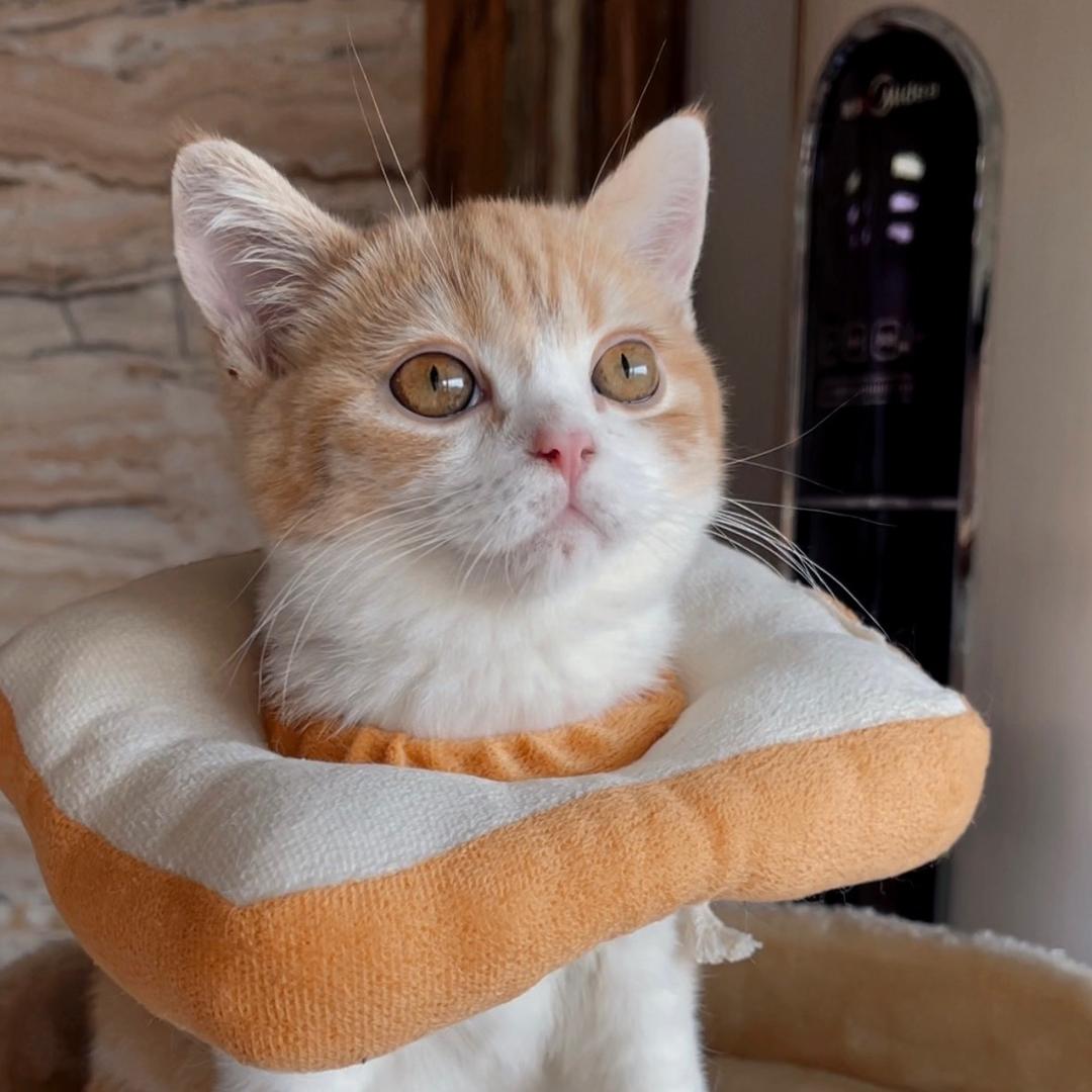 小黄喵喵🐱@抖音