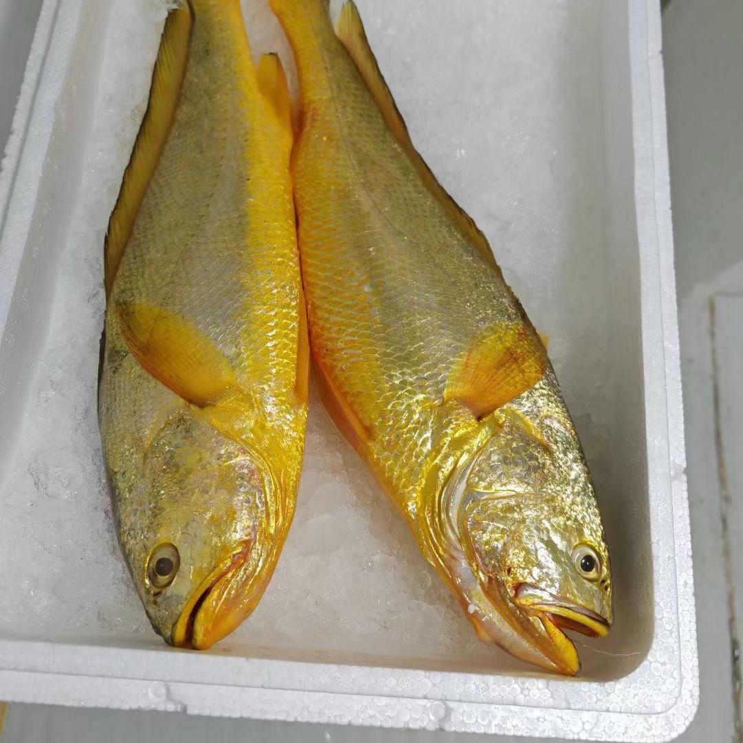 陈鲜参水产（顺丰隔日达）全国大部分地区