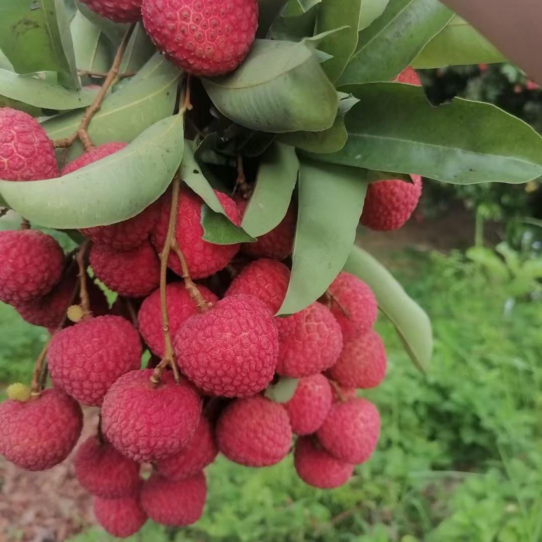玲珑（龙鳞）荔枝