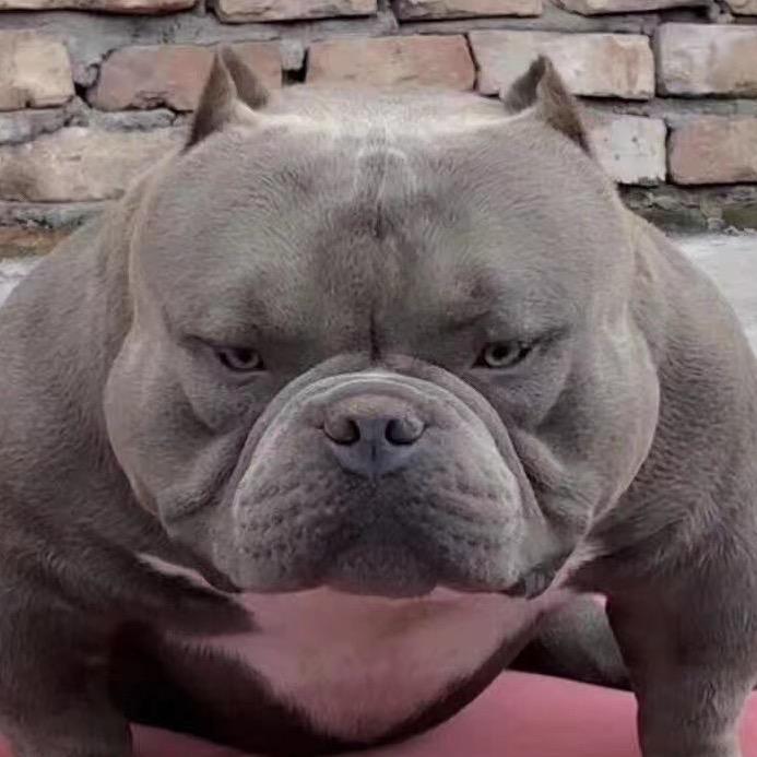 陕西恶霸犬大亨