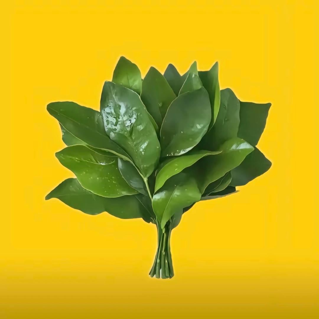 Y ī懿