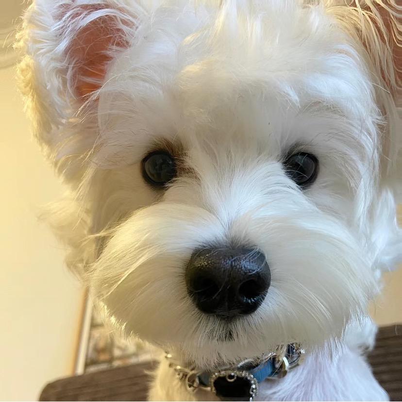 招财小猫咪