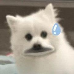 虎虎胡