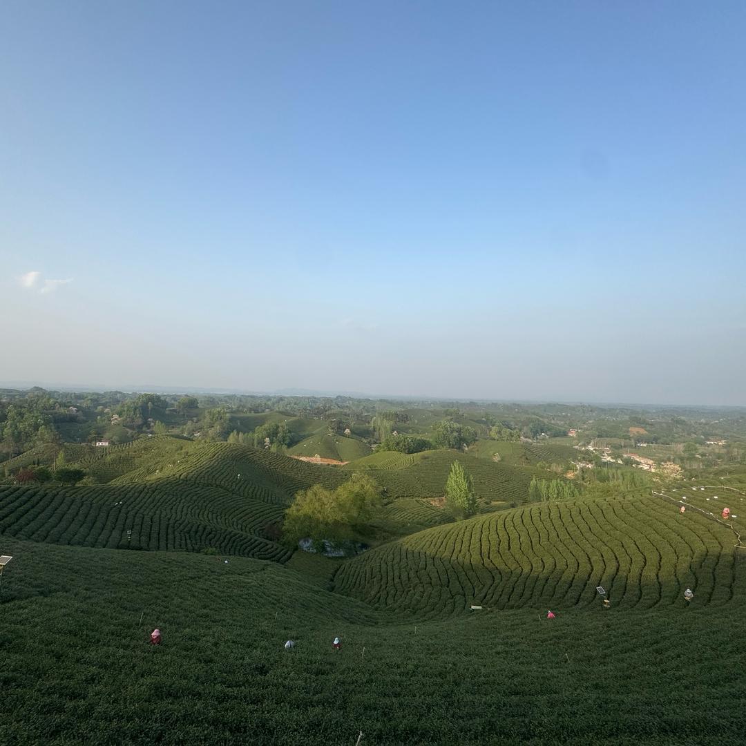 许昌好茶优选