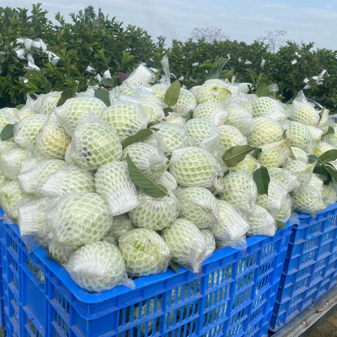阿敏
