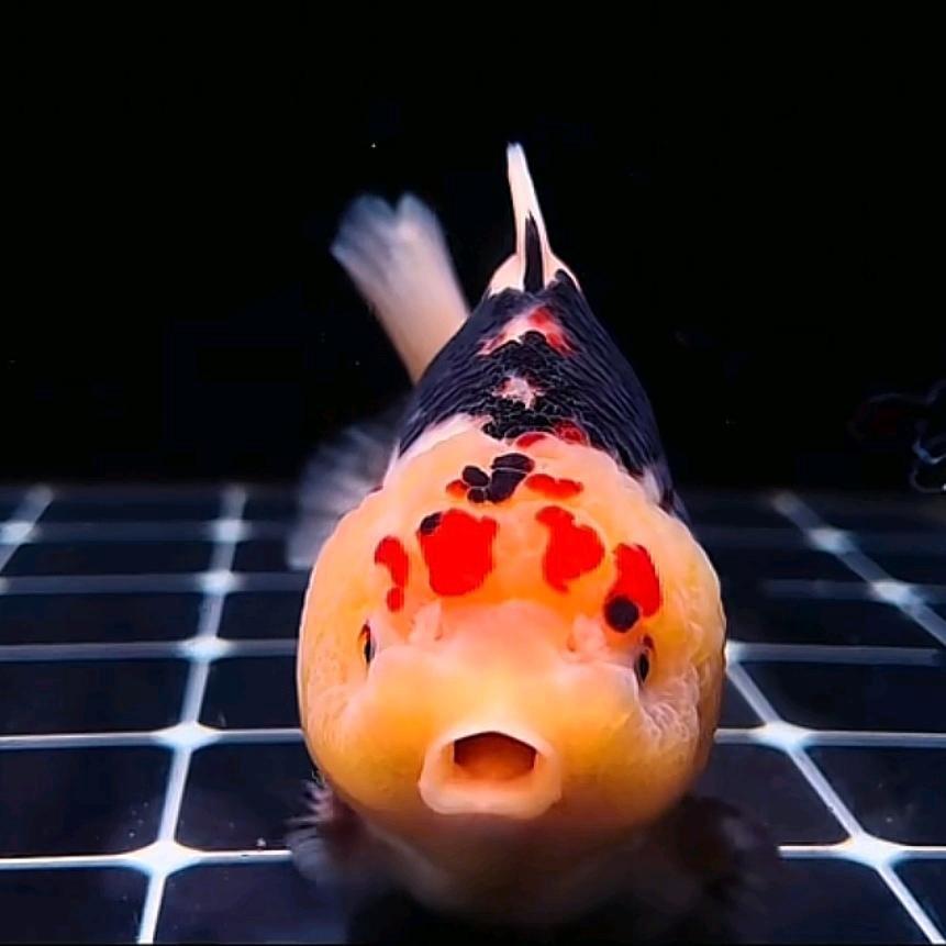 七宝观赏鱼