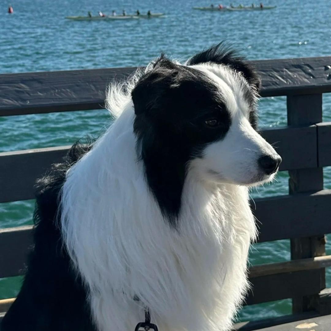 专业边牧二十年