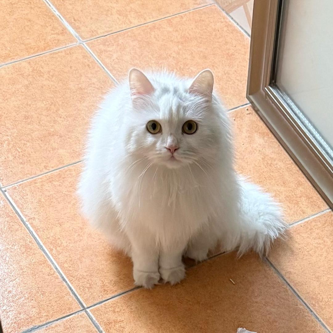 阿娟😺的铲屎官