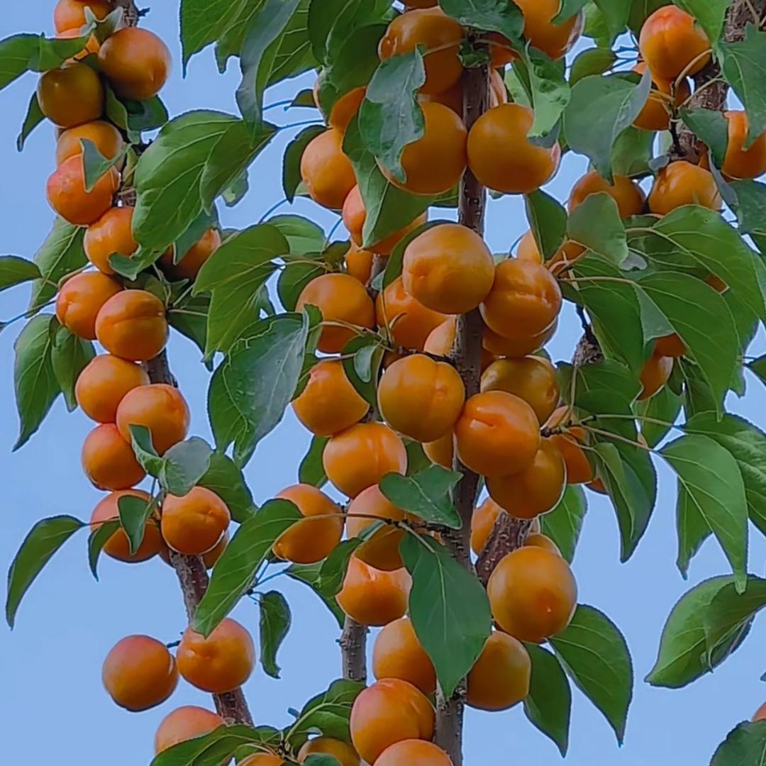 乌鲁木齐世外桃源桃子杏子采摘园2