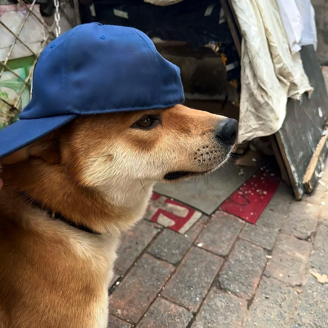 小鑫比较透明